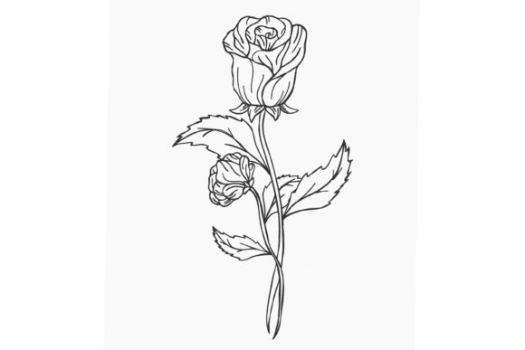 A Red Rose